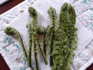 こごみ。山菜を使った料理に。