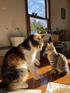 セラピーCATs「はな」と「うた」