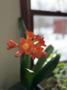 咲き始めたクンシラン